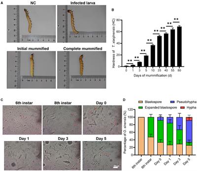 Mannitol mediates the <mark class="highlighted">mummification</mark> behavior of Thitarodes xiaojinensis larvae infected with Ophiocordyceps sinensis